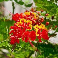 Image result for Caesalpinia rubra