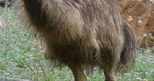 Emu Dromaius Novaehollandiae Birds Of Australia Pet Birds Australian Birds