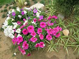 Petunia Flower Information Best Flower Wallpaper