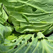 We did not find results for: 5 Ways To Naturally Control The Cabbage Worm Hidden Springs Homestead