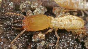 Maybe you would like to learn more about one of these? What Do Termites Look Like Signs Of Termite Damage
