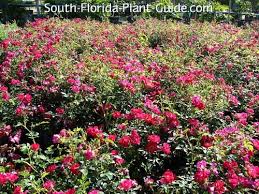 Maybe you would like to learn more about one of these? Drift Rose