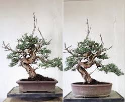 Whether well established or just starting out, for your wholesale and bulk. Should You Choose An Oval Or A Rectangular Pot For Your Bonsai Bonsai Bonsai Tree Bonsai Soil