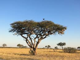 Image result for Acacia