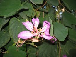 Image result for Bauhinia purpurea