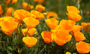 Maybe you would like to learn more about one of these? What To Plant In Tiny Spaces To Help Bees And Butterflies Thrive Gardens The Guardian