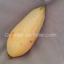 Graines De Melon Banana Ou Banane Sur Grainesdefolie Com