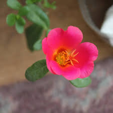 Image result for Portulaca kermesina