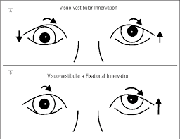 Image result for artistic divergence eyeballs