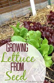 I Have Tried Growing My Own Lettuce Before But Failed Miserably After Reading This I Can See What I Planting Lettuce Planting Lettuce Seeds Growing Lettuce