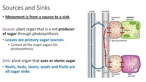 9.2 transport in the phloem of plants