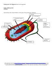 We did not find results for: Prokaryotic Cell Diagram Homework Assignment Doc Prokaryotic Cell Diagram Homework Assignment Name Adrian Persad Id 80011 Label And Provide A Brief Course Hero
