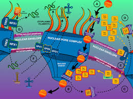 What is the function of nucleus membrane. Nucleo Cytoplasmic Transport Defects And Protein Aggregates In Neurodegeneration Translational Neurodegeneration Full Text