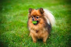 The pomeranian is a very playful and loveable dog recognized by the american kennel club in 1888. How Much Do Pomeranians Cost Factors That Influence Price