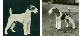 Image result for foxterier drsnosrstý