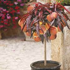 Plantfiles dwarf peach bonfire prunus persica. Red Leaved Patio Peach Tree