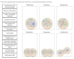 During which phase do chromosomes first become visible? Place The Appropriate Characteristic With The Chegg Com