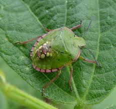 We had a hatch of june bugs after a long overdue rain. Beetle On The String Beans Nezara Viridula Bugguide Net