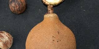 Image result for Achariaceae