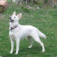 Polarbear white shepherds produce the finest and most beautiful white german shepherd dogs and puppies in north america. White German Shepherd White German Shepherd Animals Beautiful German Shepherd