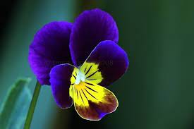 Many Herbs Had Romantic Uses The Love Potion In A Midsummer Night S Dream Analyzed By Doctor Sell Of The Royal Pansies Flower Quotes A Midsummer Night S Dream