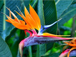 The birds of paradise are songbirds of the family paradisaeidae. Bird Of Paradise Plant