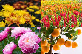 Go big or go home, as they say! Ritual Of Flowers For The Chinese New Year 5 February 2019