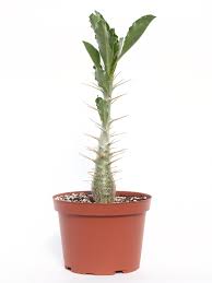 Image result for Pachypodium saundersii