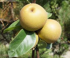 Image result for Pyrus pyrifolia
