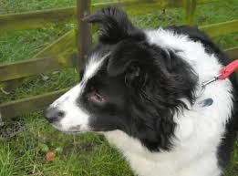Pin By Rescue Pets On Dogs Collies In Rescue Border Collie Colors Dogs Pets