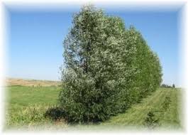 They can grow to around six or more feet a year, which means instant privacy for your landscape. Willow Hybrid Trees Nothing Grows Faster Thuja Gardens Willow Hybrid Landscape Trees Potted Trees