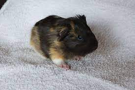 See more ideas about guinea pig toys, guinea pig diy, diy guinea pig toys. 7 Diy Guinea Pig Beds You Can Build Today With Pictures Pet Keen