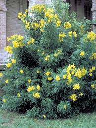 Maybe you would like to learn more about one of these? Tecoma Stans