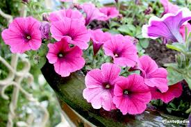 Why does petunia stretch out and not bush?; Petunia Flowers How To Plant Grow And Care From Seeds Plantopedia