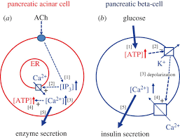 1 defeats berrettini in straight sets. Calcium And Atp Control Multiple Vital Functions Philosophical Transactions Of The Royal Society B Biological Sciences