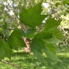Image result for Platanus