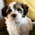 Shichon Teddy Bear (Shih Tzu-Bichon mix) Info, Temperament ...