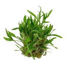 Cryptocoryne wendtii can be very easy to propagate. Cryptocoryne Wendtii Green Gruner Wendtscher Wasserkelch In Vitr