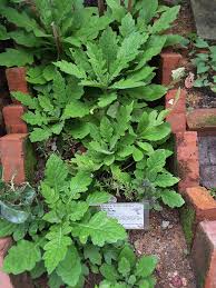 Image result for Gynura pseudochina