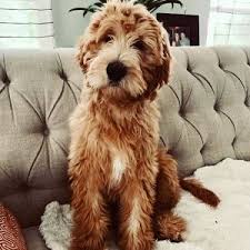 However, her entire pedigree is filled with many hungarian and polish champions. Teddy Bear Goldendoodles For Sale In Alabama Health Tested