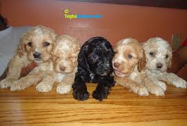 Cara female forever puppy $1,995.00. Cockapoo Puppy Dog Kennel