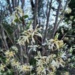 Image result for Turraea mombassana