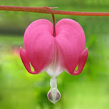 Like most echeverias, they are easy to grow and care for. Promotion 100 Dicentra Spectabilis Seeds Bleeding Heart Classic Cottage Garden Plant Heart Shaped Flowers Ferny Foliage Amazon Ca Patio Lawn Garden
