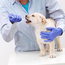 Can I Give My Dog Imodium Kaopectate Or Pepto Bismol For His Upset Stomach Dog Health Dog Cat Pet Health