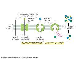 Graphics Gallery An Antibody Molecule Teaching Biology Biology Classroom Teaching Cells