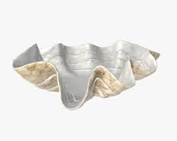 Large clam shell bowl with medium catawba pedestal. 3d Model Clam Shell Bowl Cgtrader