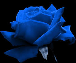 صور ورد ازرق وردرات باللون الازرق صور حب Blue Roses Wallpaper Color Splash Red Rose Wallpaper