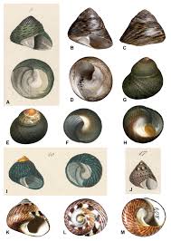 Henry was born in november 1833, in germany. A Trochus Indecorus Philippi 1846 Original Figure Reproduced From Download Scientific Diagram