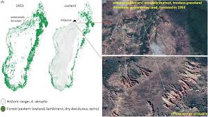 Image result for Sclerodactylon macrostachyum