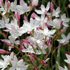 Image result for Hesperantha
